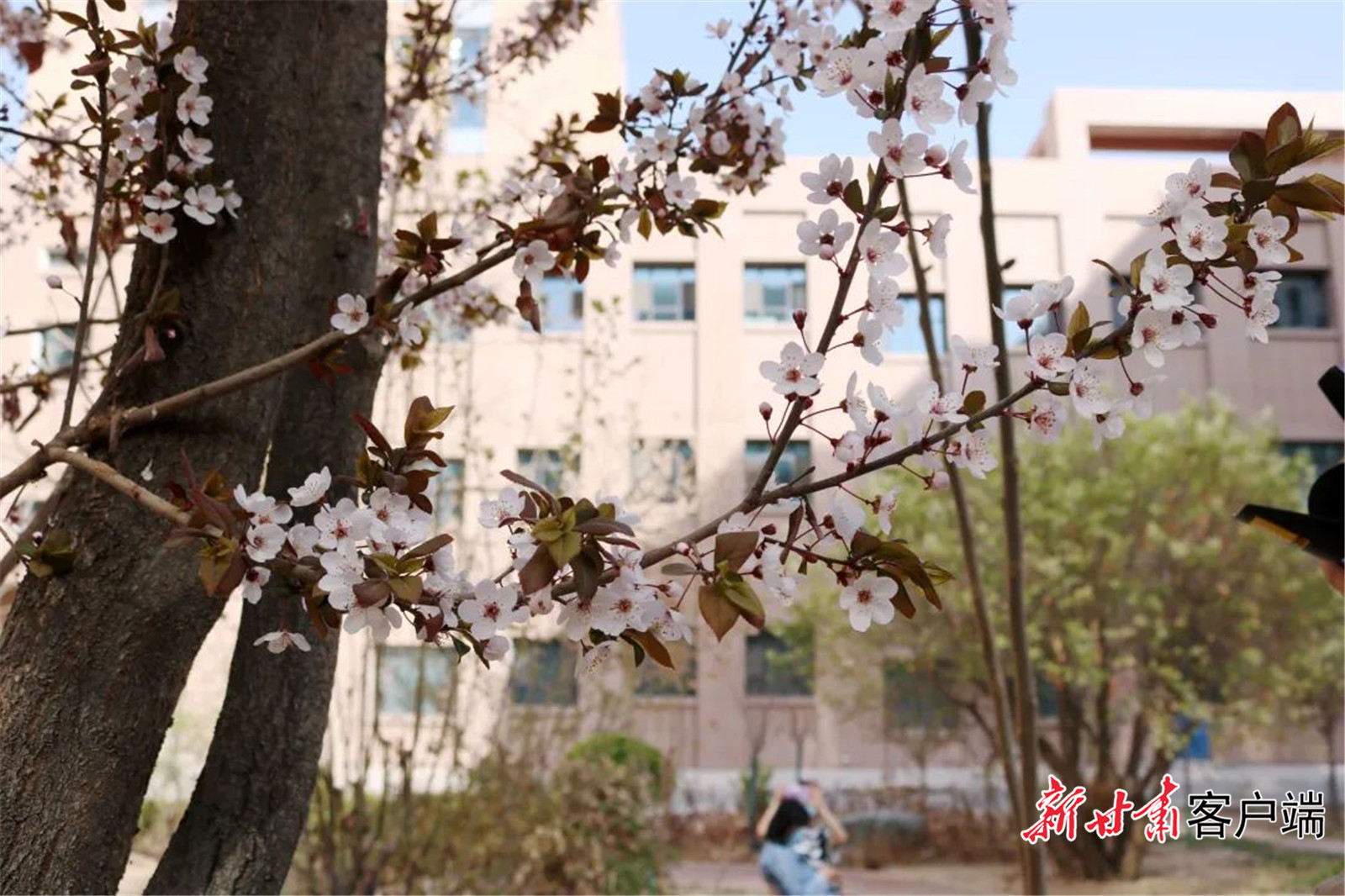 春意渐渐布满兰州文理学院的每个角落