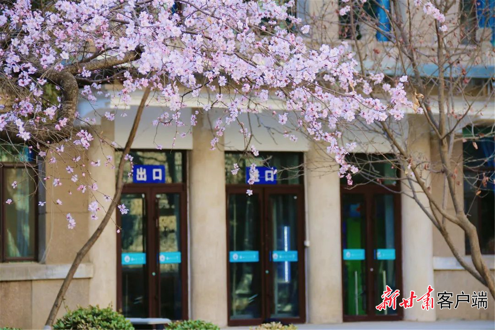 一树花开，兰州理工大学春意盎然。