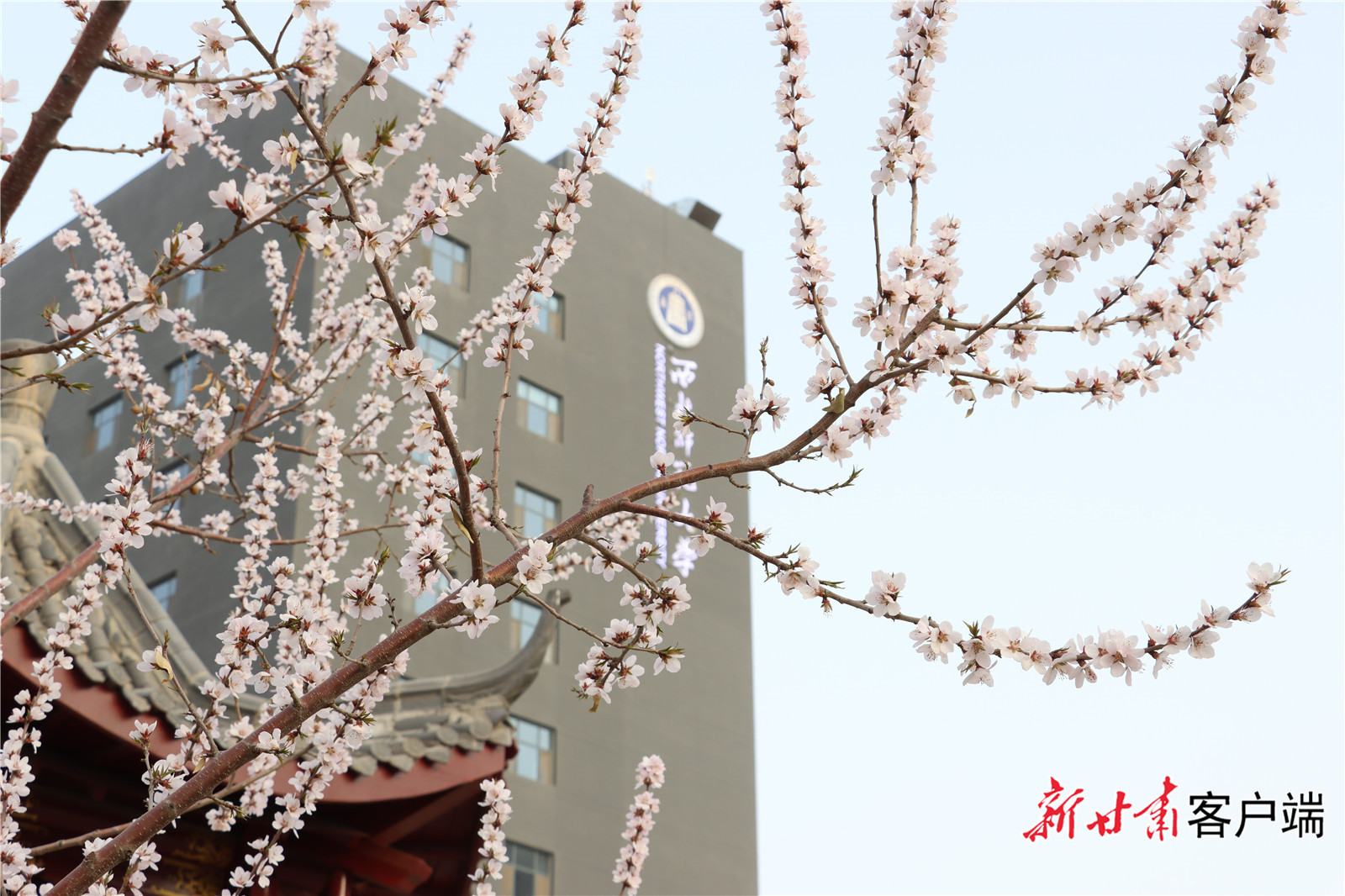 春天的气息溢满了西北师范大学的每一个角落