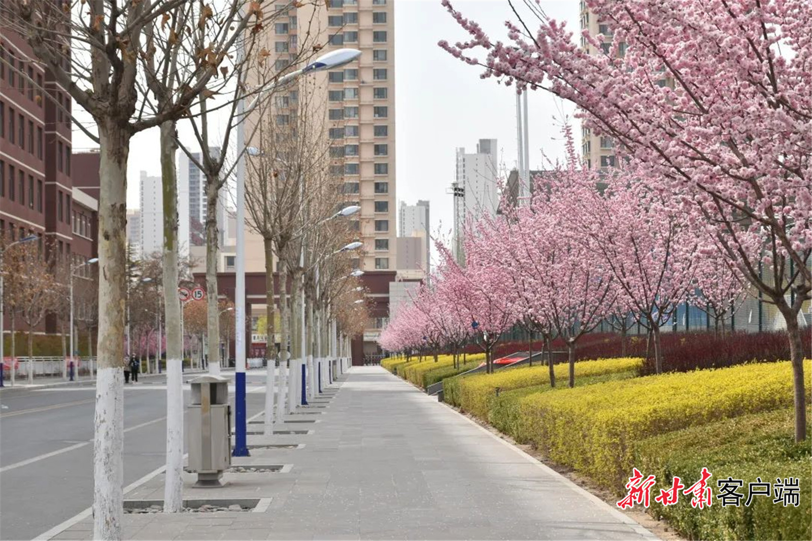 万物复苏，兰州交通大学到处是一片欣欣向荣的景象。