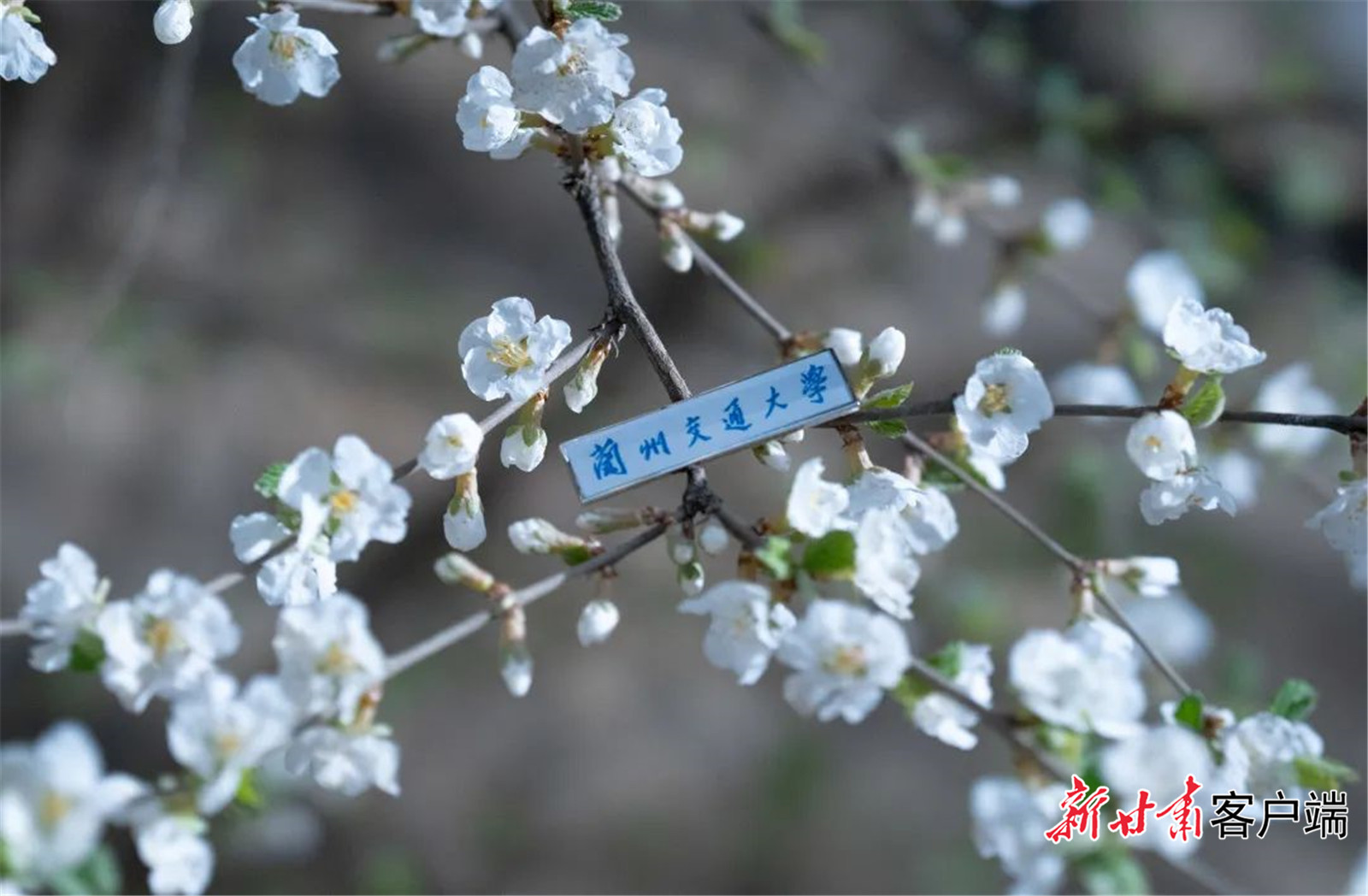 春天散落在兰州交通大学校园的每个角落