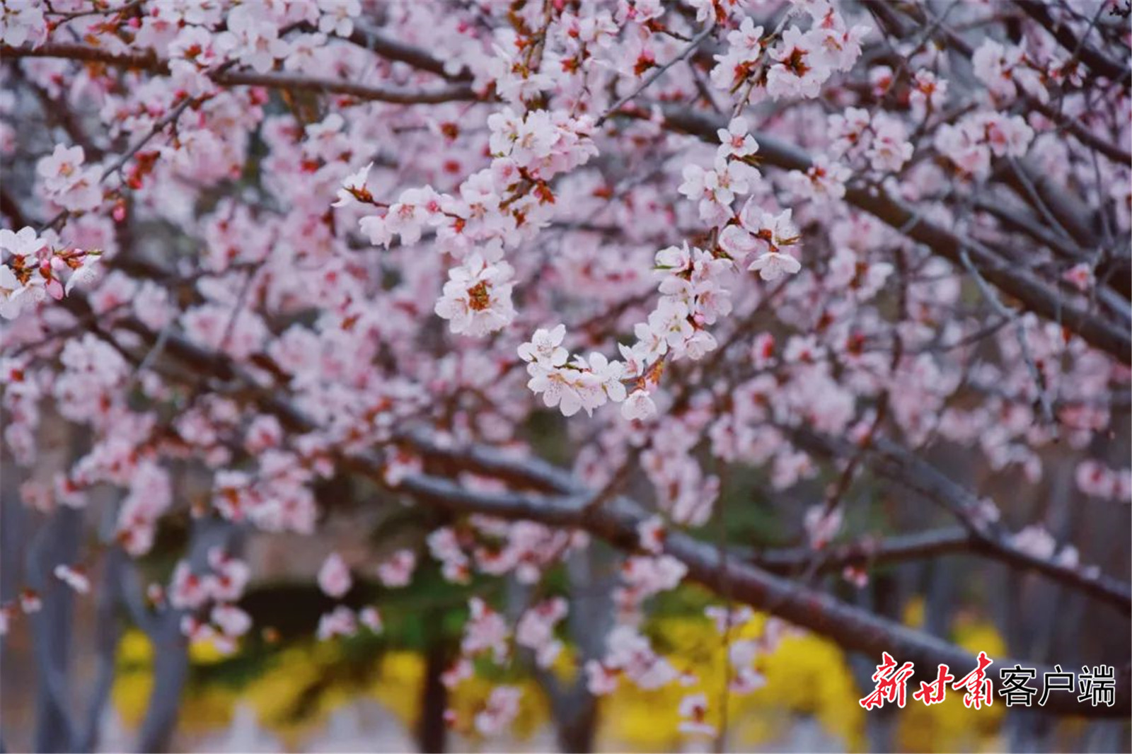 在这午后，去兰财的校园里看看花吧。