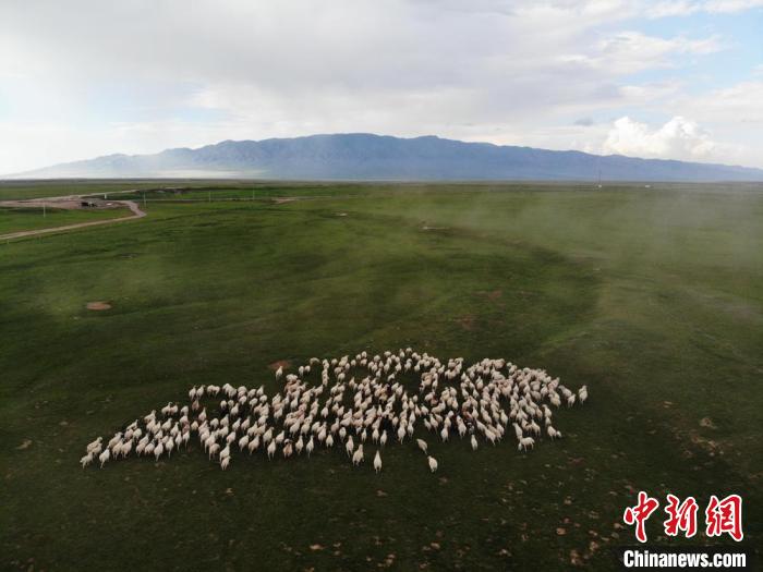 图为航拍镜头下甘肃山丹马场草原上的羊群。(资料图) 杨艳敏 摄