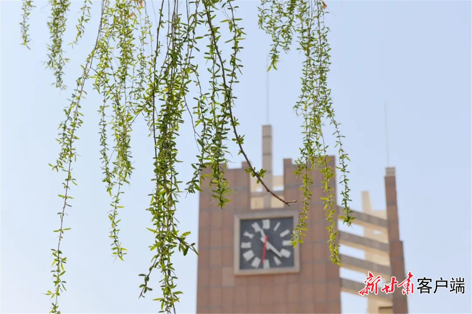 在和煦春风里，迎来甘肃农业大学的春天。